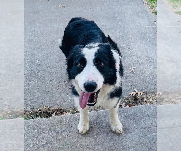 Medium Photo #9 Border Collie Puppy For Sale in Claremore, OK, USA