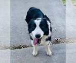 Small #8 Border Collie