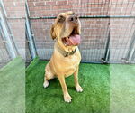 Small #6 Mastiff