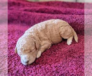 Goldendoodle (Miniature) Puppy for sale in WITHEE, WI, USA