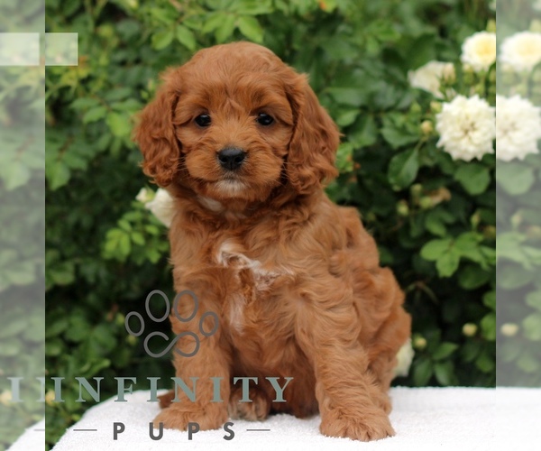 Medium Photo #3 Cavapoo Puppy For Sale in PARADISE, PA, USA