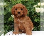 Small #2 Cavapoo