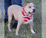 Small #2 American Pit Bull Terrier Mix