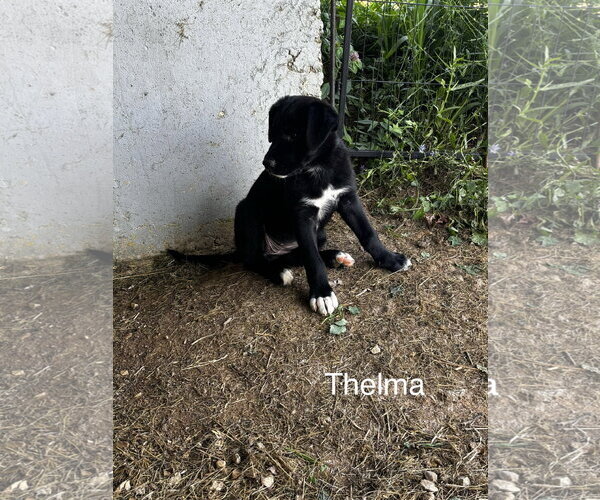 Medium Photo #4 Shepradors Puppy For Sale in Macon, MO, USA