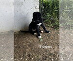 Small #3 Shepradors