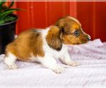 Small Photo #59 Dachshund Puppy For Sale in WAKARUSA, IN, USA
