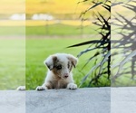 Small #4 Miniature Australian Shepherd