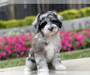 Australian Shepherd-Poodle (Toy) Mix Puppy for sale in HOUSTON, TX, USA