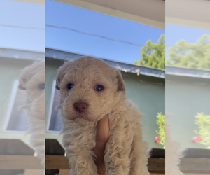 YorkiePoo Puppy for sale in EXETER, CA, USA