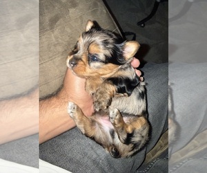 Medium Yorkshire Terrier