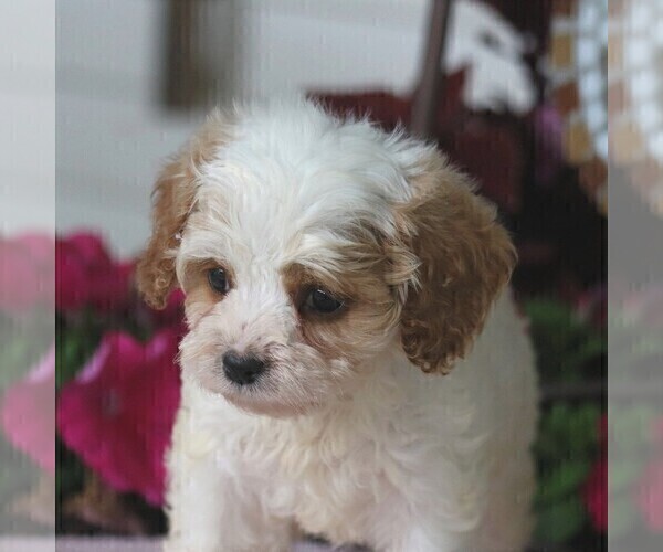 Medium Photo #2 Cavapoo Puppy For Sale in NARVON, PA, USA