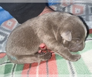 Labrador Retriever Puppy for sale in OSYKA, MS, USA