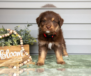 Bernedoodle-Labrador Retriever Mix Litter for sale in REED CITY, MI, USA
