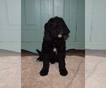 Small Photo #4 Goldendoodle Puppy For Sale in RITTMAN, OH, USA