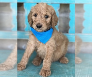 Goldendoodle Puppy for sale in HENRIETTA, TX, USA