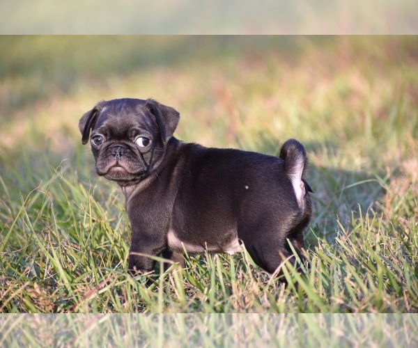 Medium Photo #5 Pug Puppy For Sale in PALM COAST, FL, USA