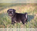 Small #4 Pug