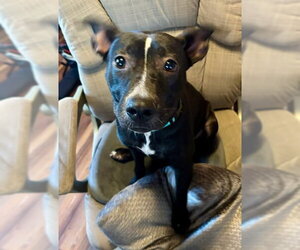 Graceland - Female American Pit Bull Terrier-Unknown Mix Dog for Adoption - Photo #10