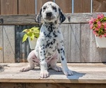 Puppy Lacy Dalmatian