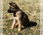 Small Photo #8 German Shepherd Dog Puppy For Sale in HAMILTON, NJ, USA
