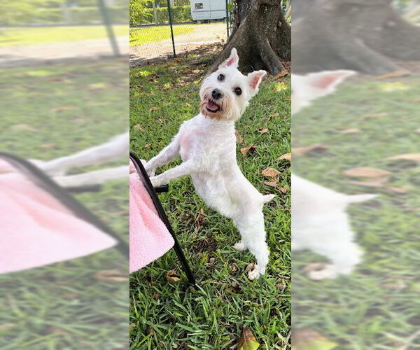 Medium Photo #10 Mutt Puppy For Sale in Weston, FL, USA