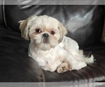 Small #3 Shih Tzu
