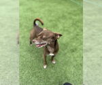 Small #5 Chihuahua Mix