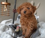 Small Photo #1 Poodle (Toy) Puppy For Sale in HONEY BROOK, PA, USA