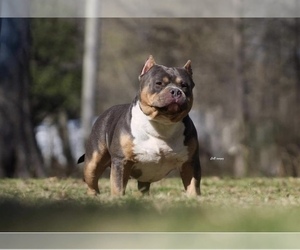 Father of the American Bully puppies born on 08/28/2021