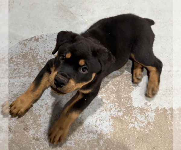 Medium Photo #15 Rottweiler Puppy For Sale in BRIGHTON, CO, USA