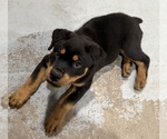 Small #14 Rottweiler