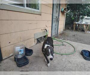 American Staffordshire Terrier-Unknown Mix Dogs for adoption in San Antonio, TX, USA