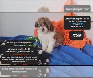 Zuchon Puppy for Sale in TUCSON, Arizona USA