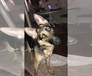 Sadie - Female German Shepherd Dog Dog for Adoption - Photo #4