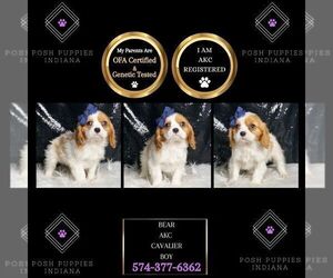 Medium Cavalier King Charles Spaniel