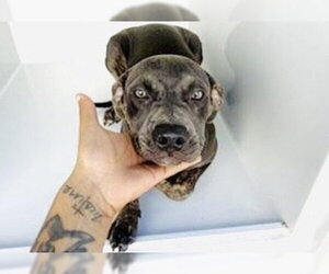 A661791 - Male Mutt Dog for Adoption - Photo #2