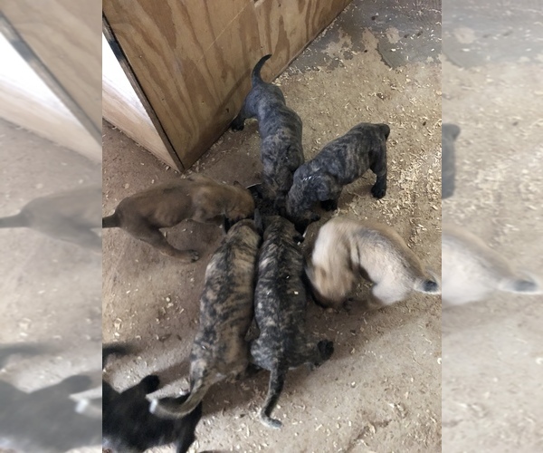 Medium Photo #16 Presa Canario Puppy For Sale in MESA, AZ, USA