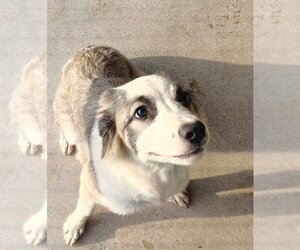 Anatolian Shepherd-Collie Mix Dogs for adoption in Foristell, MO, USA