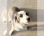 Small Anatolian Shepherd-Collie Mix