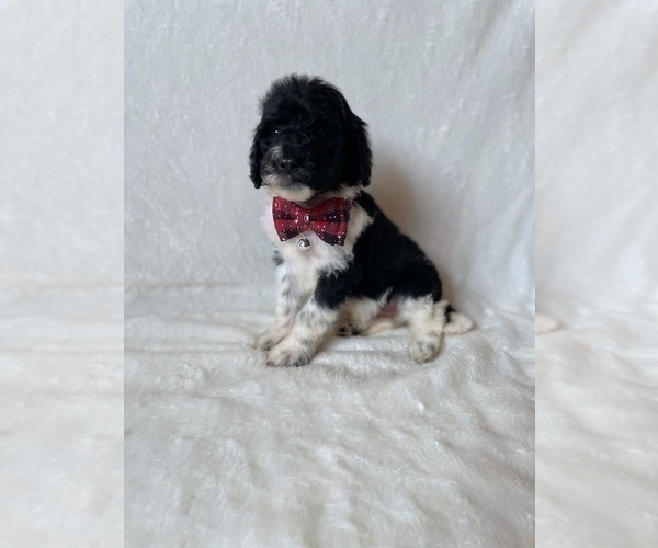 Medium Photo #1 Goldendoodle Puppy For Sale in CHESNEE, SC, USA