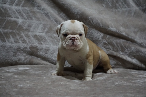 Medium Photo #1 Bulldog Puppy For Sale in RICHMOND, VA, USA