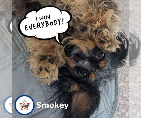 Medium Photo #1 Dachshund Puppy For Sale in Shelbyville, TN, USA