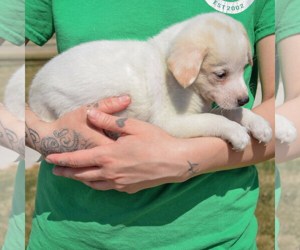 Medium Photo #4 Chihuahua-Unknown Mix Puppy For Sale in Huntley, IL, USA