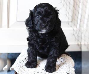 Cock-A-Poo Puppy for sale in NEW ENTRPRISE, PA, USA