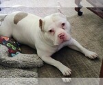 Small Photo #1 American Bully Puppy For Sale in COUDERSPORT, PA, USA