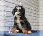 Small #1 Bernedoodle (Miniature)