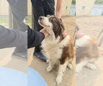 Small #2 Australian Shepherd