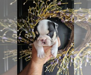 Bulldog Puppy for Sale in BAXTER, Tennessee USA