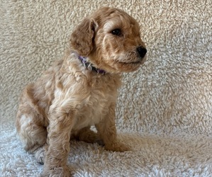Goldendoodle Puppy for sale in BATTLE GROUND, WA, USA