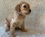 Small Goldendoodle
